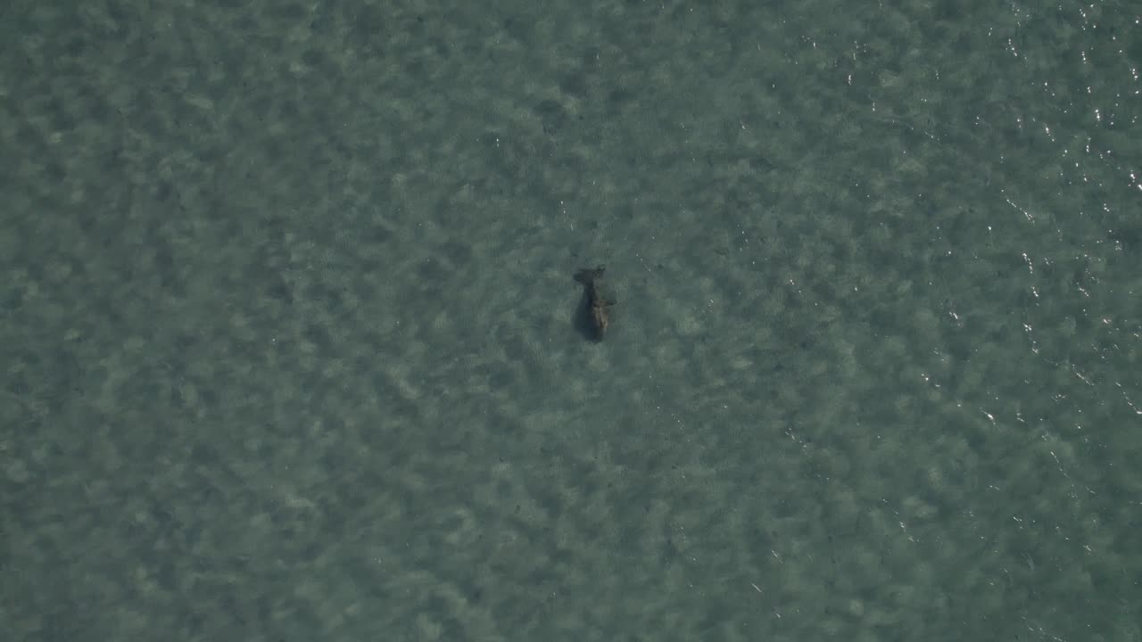 dugong dugon bajo la superficie del mar en queensland, australia