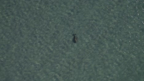 Dugong-Dugon-Under-Sea-Surface-In-Queensland,-Australia