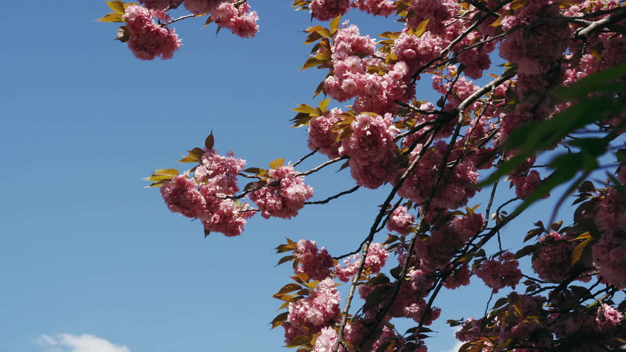Bellissimi fiori di ciliegio rosa brillante su un albero, su rami in piena fioritura che ondeggiano nella brezza contro un cielo azzurro brillante.