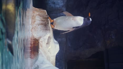a penguin in an aquatic exhibit