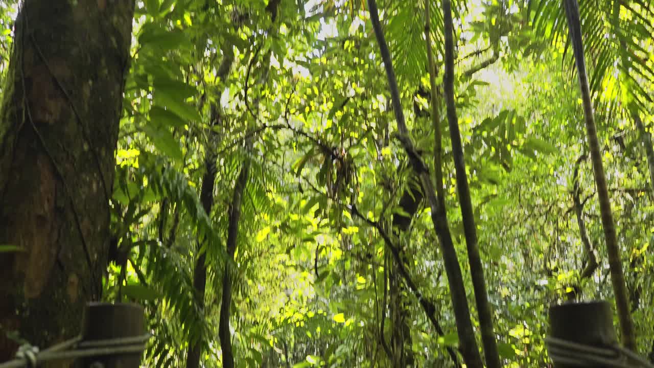 revelando un hermoso puente colgante de madera a través de un arroyo en la selva amazónica, brasil