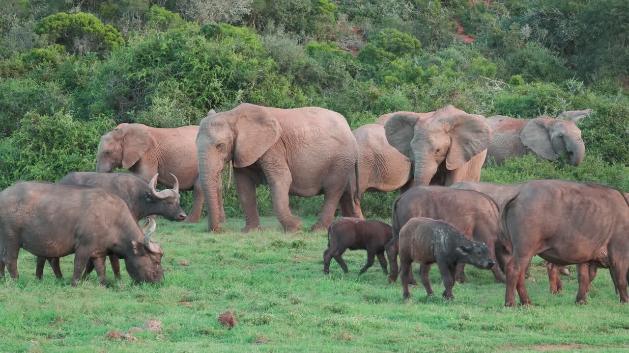 A peaceful scene in Addo Elephant Park where elephants and Cape buffalos share the same grassy clearing, grazing calmly beside each other.