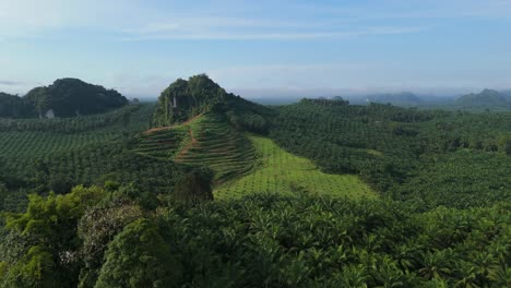 industria del aceite de palma gran área de monocultura agricultura medio ambiente cultivo, pérdida de hábitats naturales y emisiones de gases de efecto invernadero