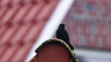 Regen-Gießt-Auf-Eine-Eurasische-Amsel,-Die-Auf-Dem-Dachfirst-Sitzt-Und-Anruft---Selektiver-Fokus