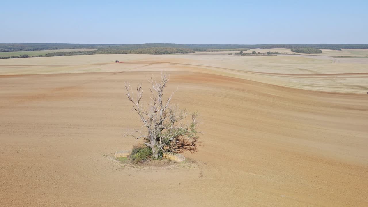 Aerial View of a Lone Tree in a Vast Agricultural Field