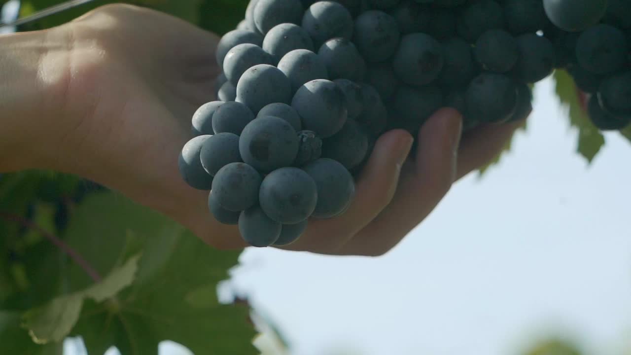 Gentle Female Hand Checking Carefully Health And Condition Of Grape