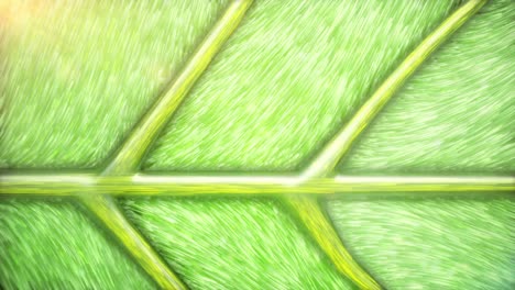 looping macro of green leaf background.