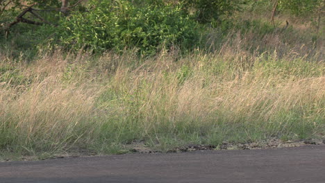 Close-view-of-African-wild-dogs-running-on-road-by-tall-grass-in-wind