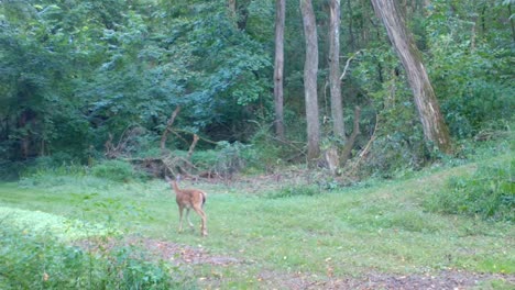 Fawn-romping-on-a-path-covered-in-clover-thru-the-woods-in-the-late-summer-in-the-Midwest