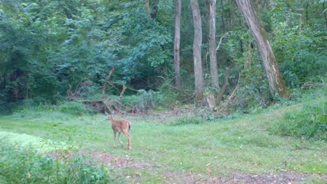 Rehkitz-Tobt-Im-Spätsommer-Im-Mittleren-Westen-Auf-Einem-Mit-Klee-Bedeckten-Weg-Durch-Den-Wald