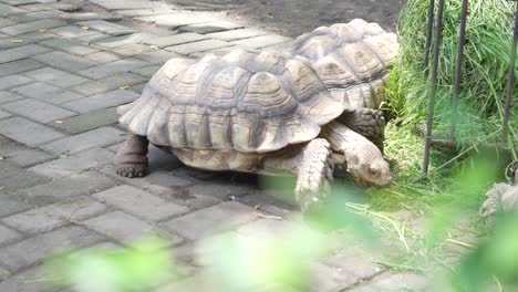 sulcata tortoise walking on ground in natural outdoor habitat – african spurred tortoise in motion