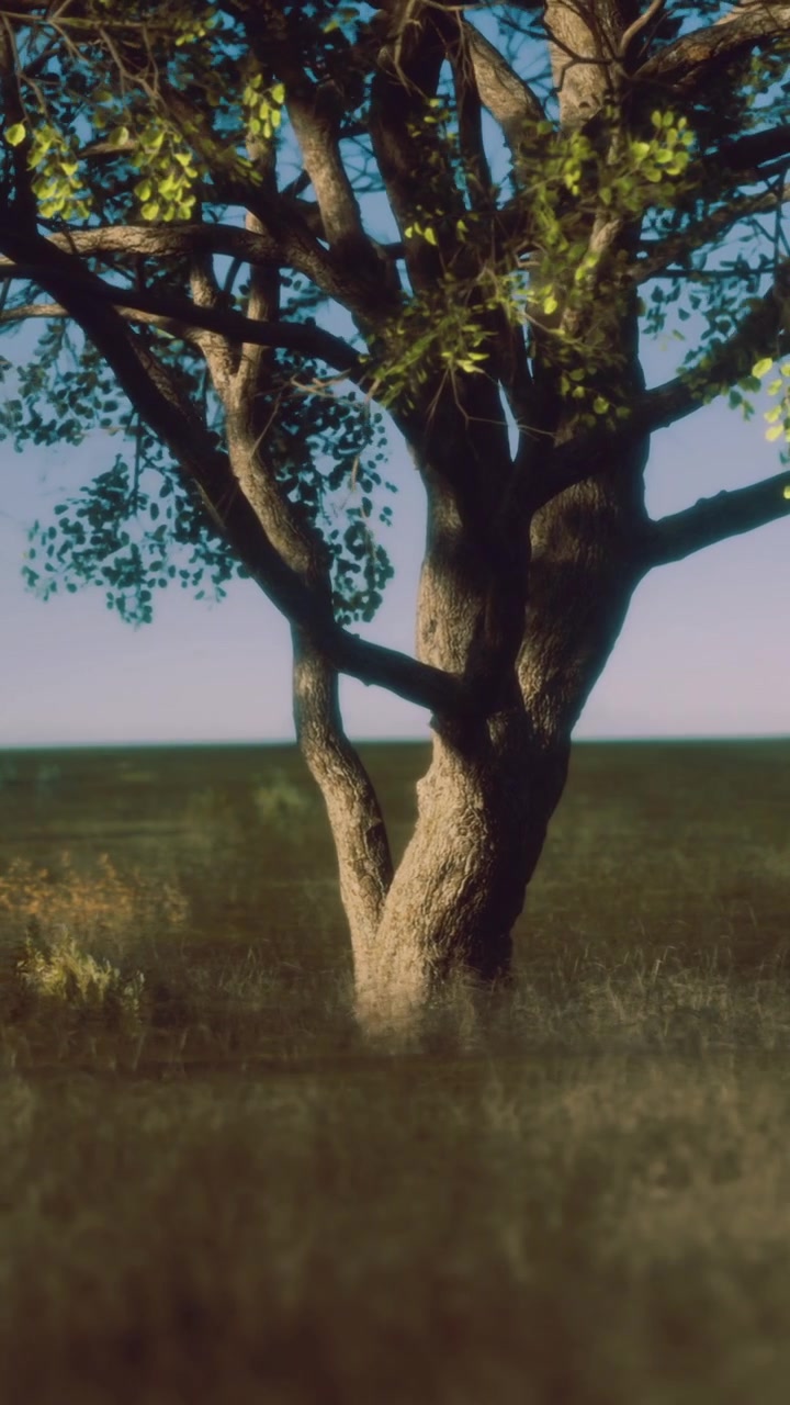 Albero solitario in un campo aperto durante il giorno con cielo sereno