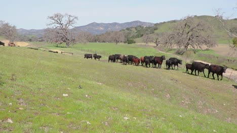 the cattle rush down the hill only to slow down and finish their journey with a walk