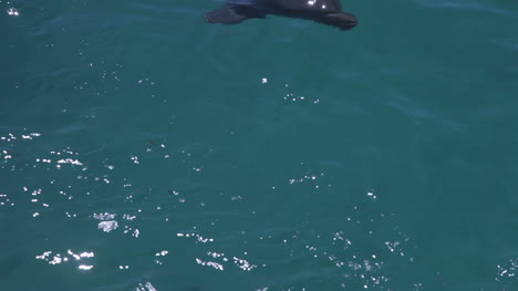delfines 00