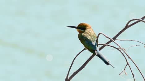 blue-tailed bee-eater, merops philippinus, pak pli, nakhon nayok, thailand