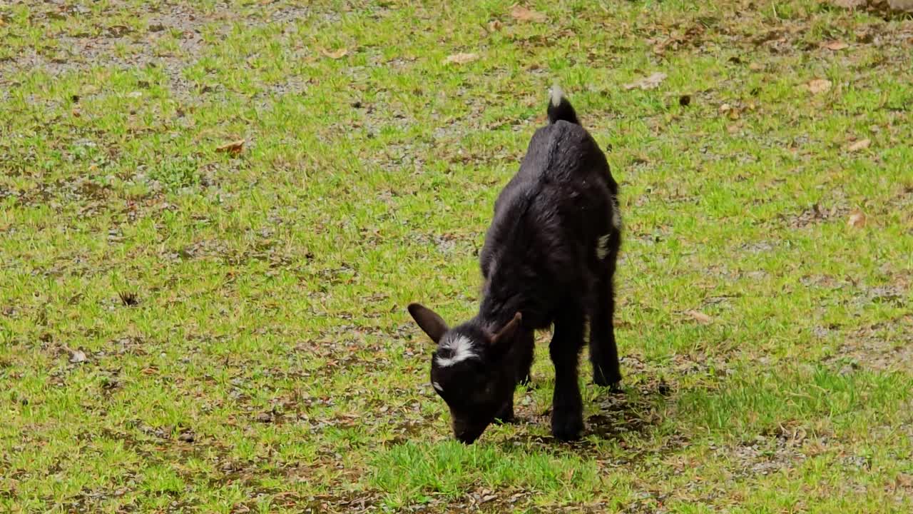 a small black baby goat eating lush green grass.