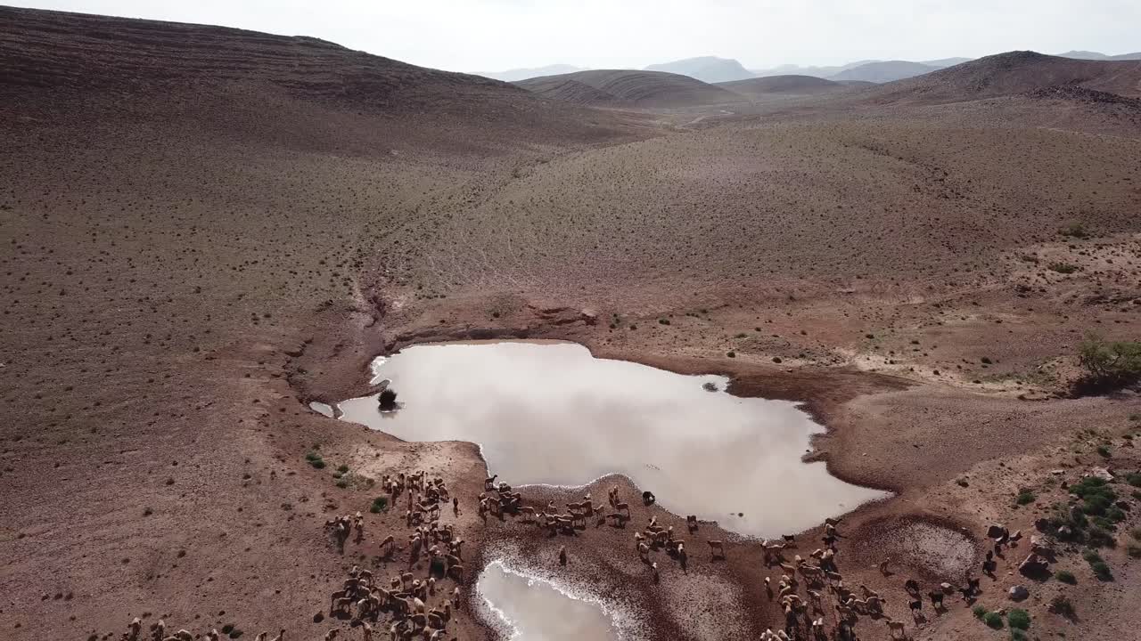 Ripresa aerea dall'alto di un'enorme mandria di capre che si raduna presso uno stagno in diminuzione nell'arido deserto di Ouarzazate. La scena mette in evidenza la scarsità d'acqua e la sopravvivenza pastorale in Marocco.