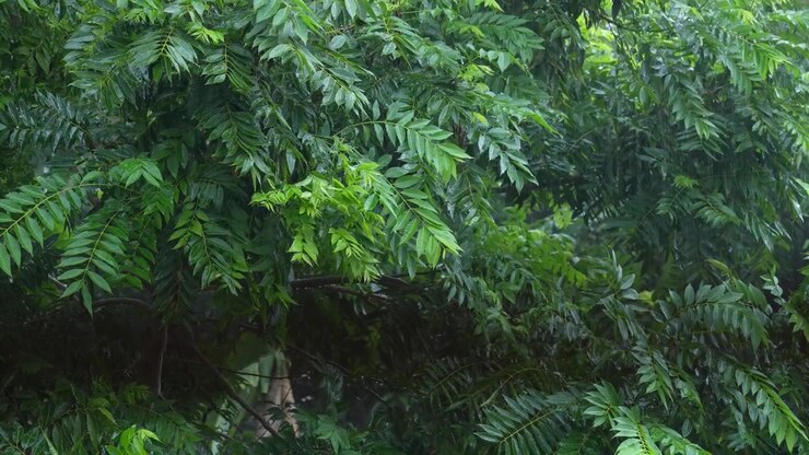 Forti piogge nel Bengala Occidentale a causa del Monsone di sud-ovest