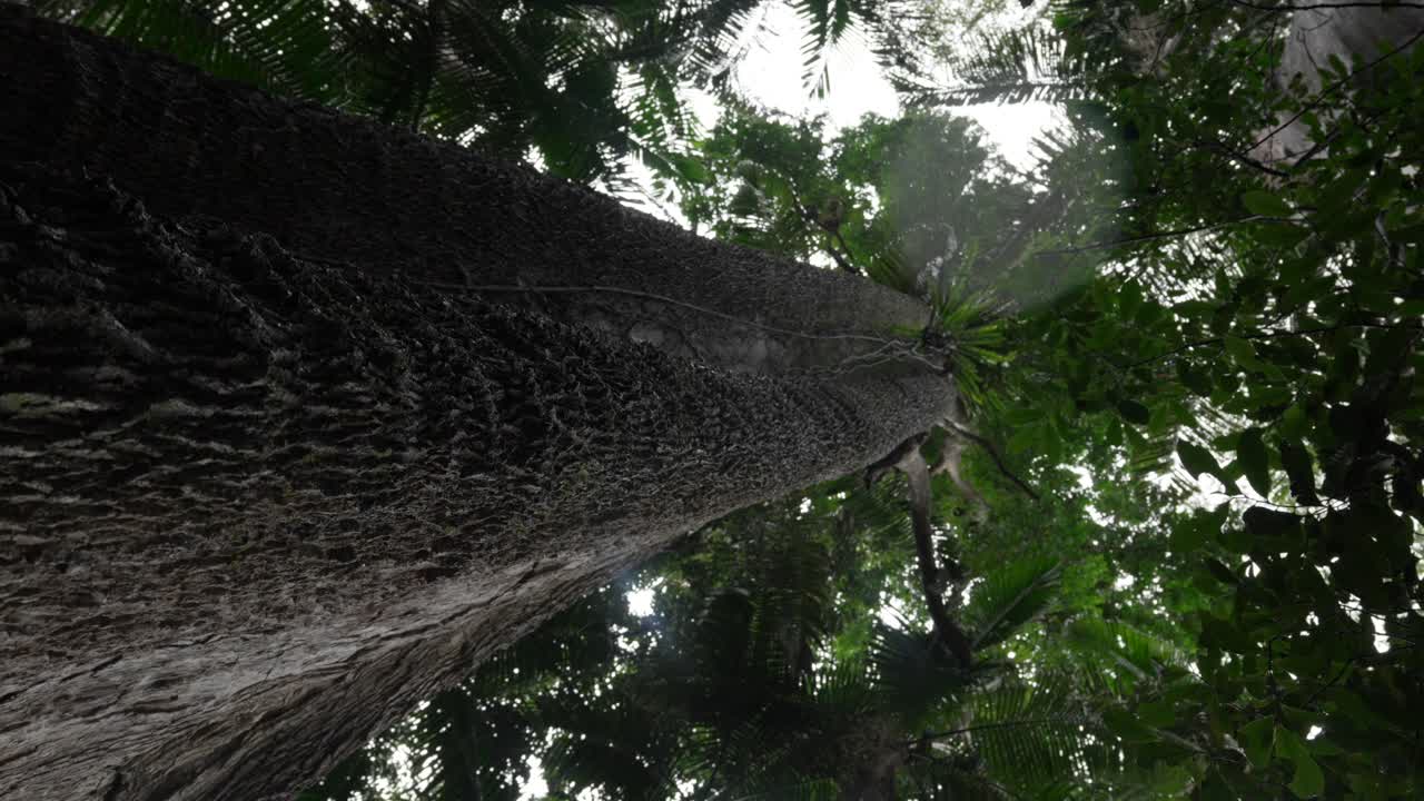 Huge Australian tree low angle view up the canopy in Wollumbin National Park. Raindrops falling out of tree.