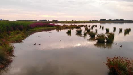 aerial dolly flying over nature reserve of crezeepolder towards pink flowers and ducks passing by