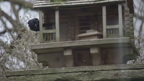 slow motion shot of a red winged blackbird moving on a birdhouse feeder