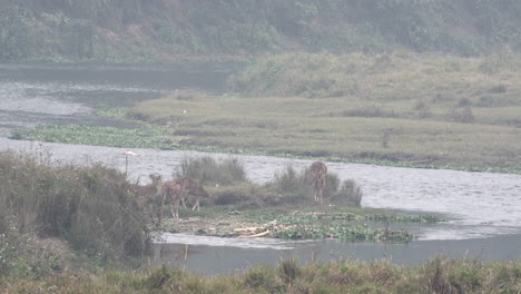 Einige-Gefleckte-Hirsche,-Die-Auf-Einer-Kleinen-Insel-In-Einem-Fluss-Stehen