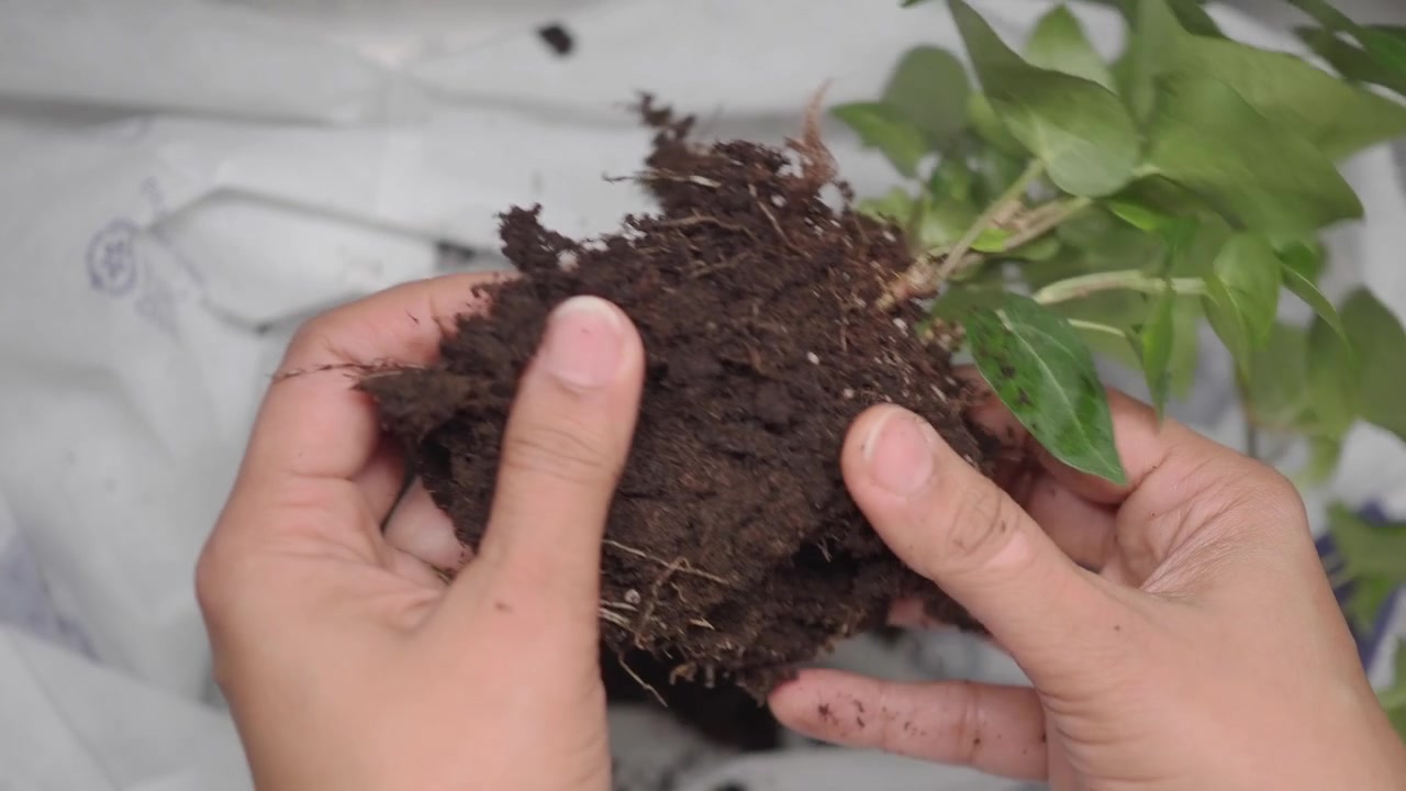 Person Gently Examining the Root Ball of a Potted Plant