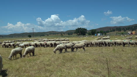 panorámica derecha de un gran rebaño de ovejas en un extenso prado con su perro pastor blanco haciendo guardia y montañas en el fondo.