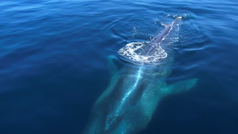 Blauwal-Taucht-In-Ruhigen-Gewässern-In-Der-Nähe-Der-Insel-Catalina-Vor-Der-Küste-Südkaliforniens-Auf