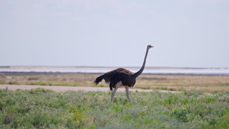 ostrich in a grassy field