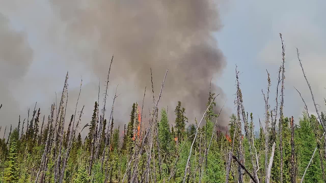 llamas y humo gris saliendo de un incendio forestal quemando árboles en un bosque, en alberta, canadá