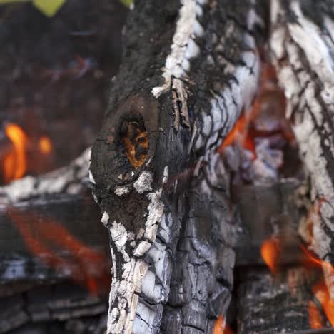 bonfire flame and firewood