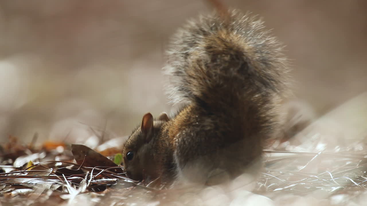 primer plano de ardilla buscando hojarasca para comida