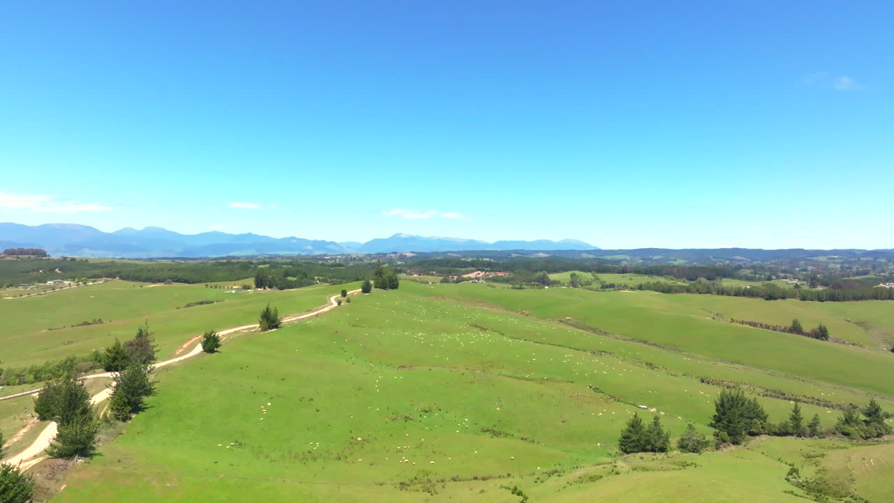 Un gran campo de ovejas salpicado en un exuberante campo verde en Nueva Zelanda.