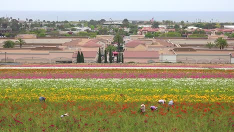 Trabajadores-Agrícolas-Mexicanos-Trabajan-En-Campos-Comerciales-De-Flores