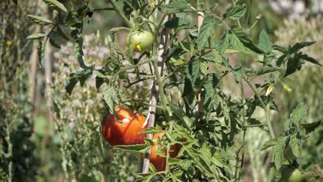 close up of red tomatoes in an organic sustainable farm