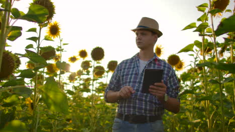 Der-Landwirt-Nutzt-Moderne-Technologie-Auf-Dem-Feld.-Ein-Mann-Mit-Hut-Geht-Bei-Sonnenuntergang-In-Ein-Sonnenblumenfeld,-Hält-Einen-Tablet-Computer-In-Der-Hand,-Betrachtet-Die-Pflanzen-Und-Drückt-Mit-Seinen-Fingern-Auf-Den-Bildschirm.-Zeitlupe