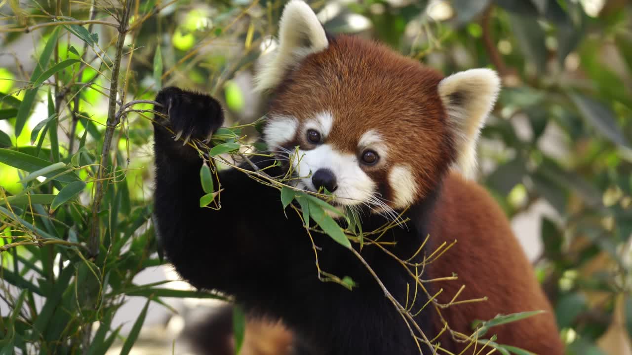 Roztomilá panda červená pojídající listy stromu