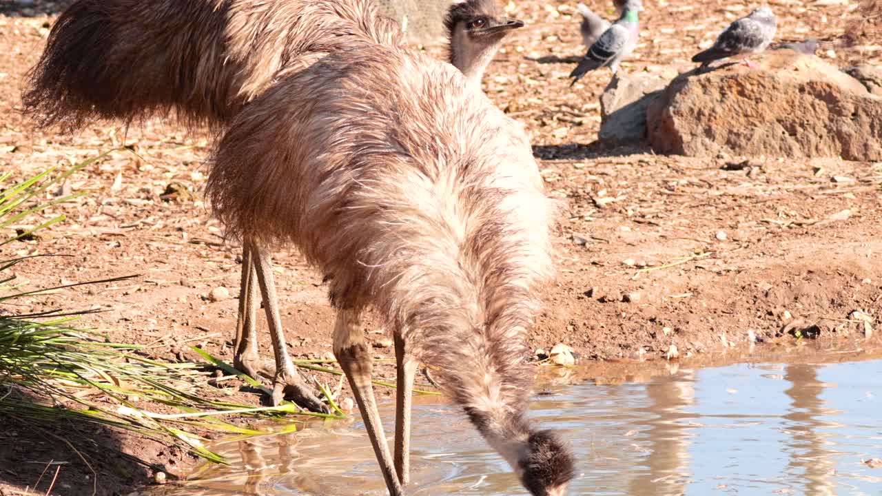 el avestruz interactúa con el agua en el zoológico de melbourne