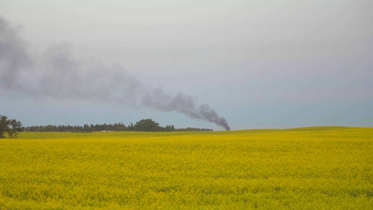 전경에 카놀라 밭이 있는 거리에서 타는 불