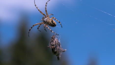 spider eating prey on web