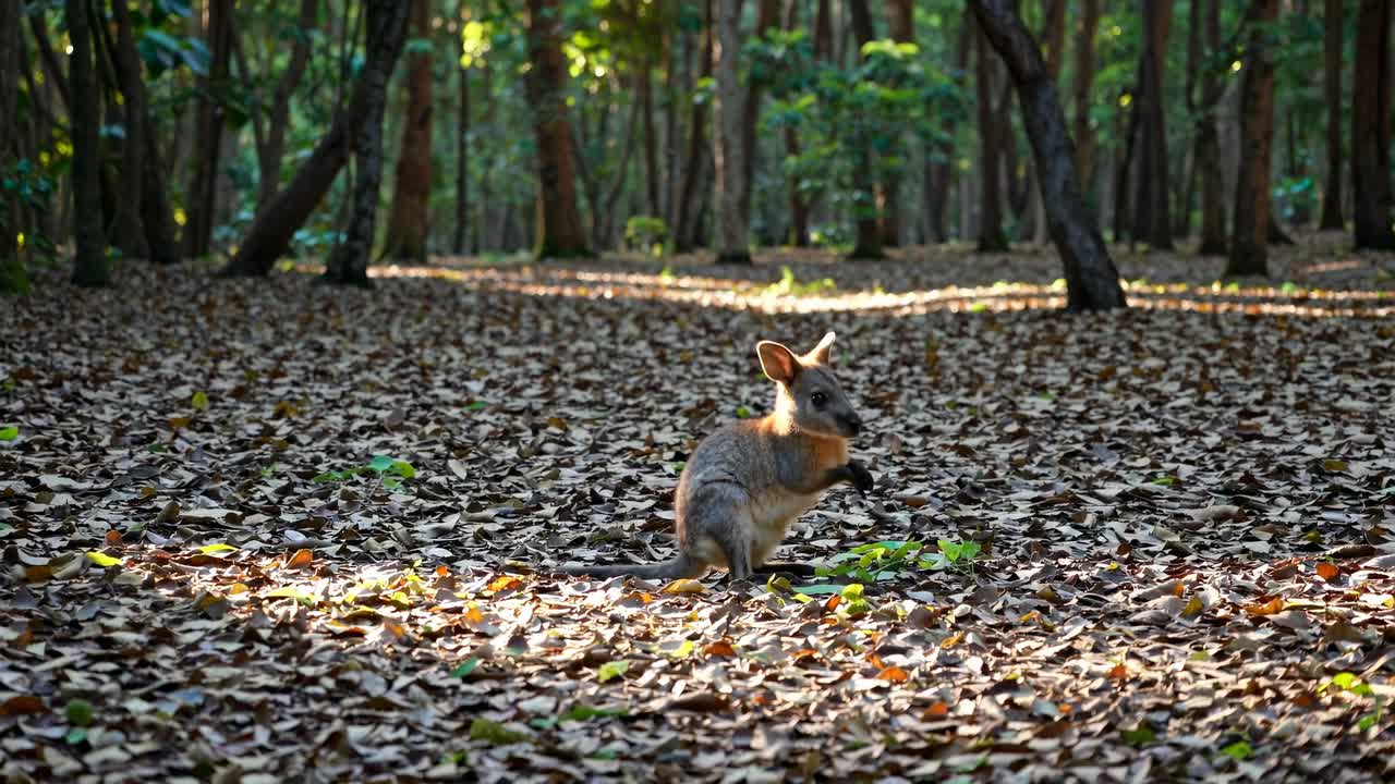 Una ripresa video dal basso di un wallaby in una foresta illuminata dal sole, circondato da foglie cadute.