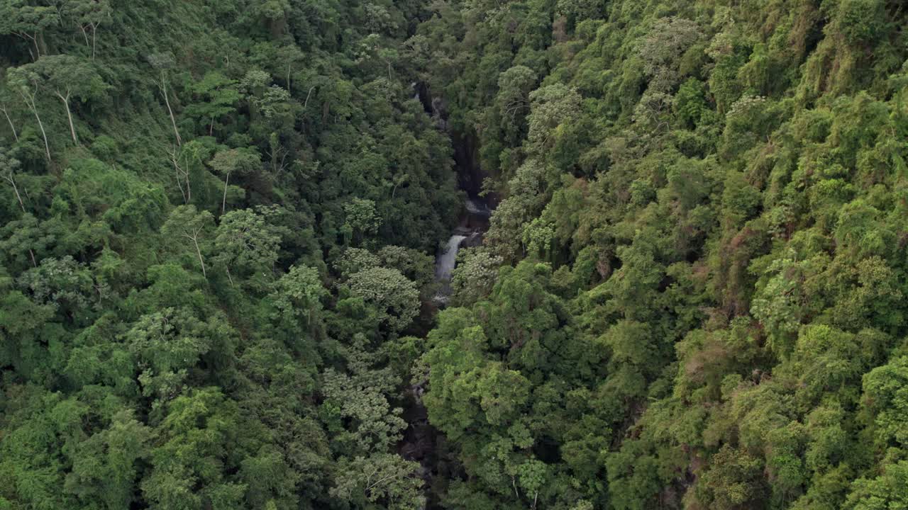 aerial volando hacia atrás sobre jima cae en medio de un bosque exuberante, república dominicana