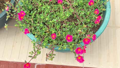 top angle shot of portulaca grandiflora or moss rose flower