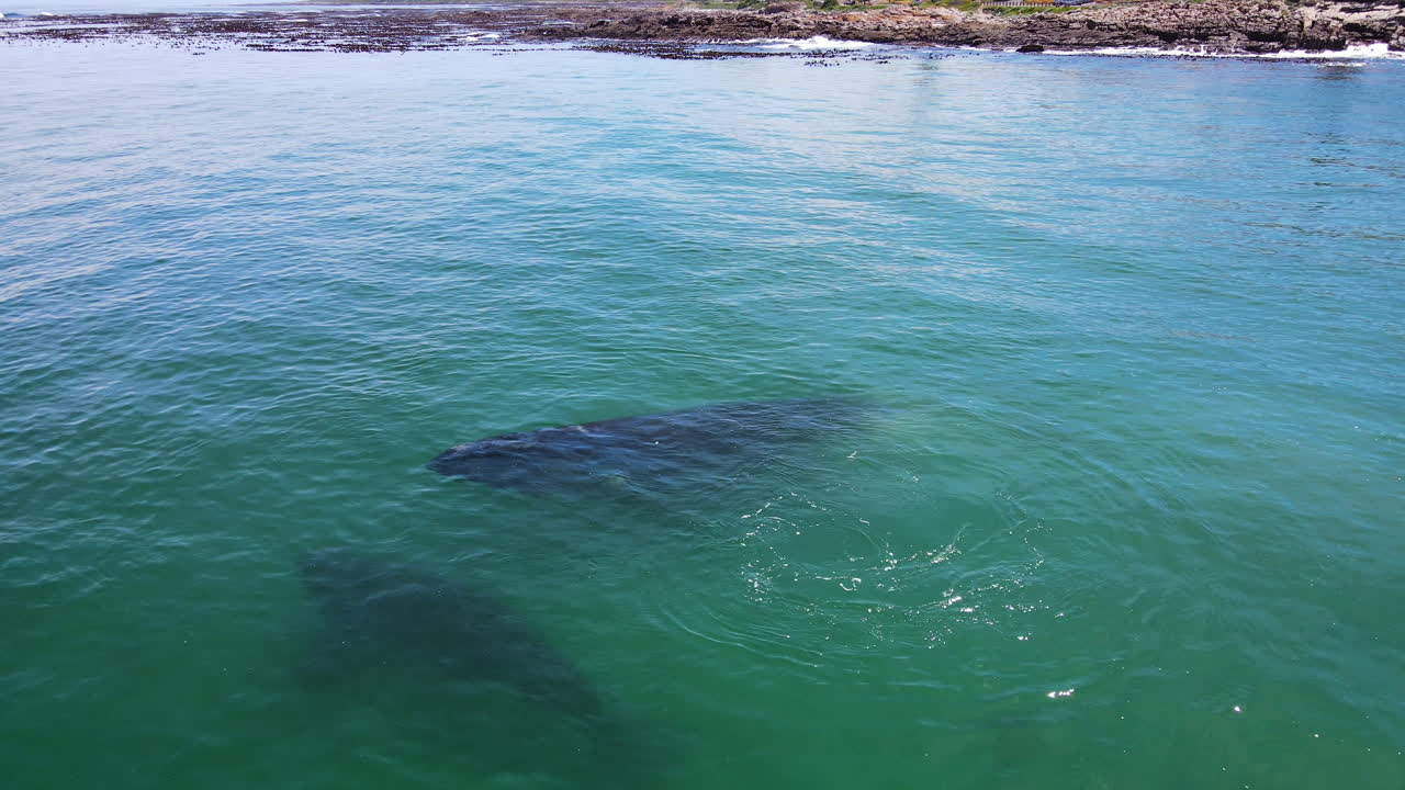 엄마 주변의 물 속에서 활기가 넘치는 남쪽 오른쪽 송아지, 잔잔한 물, 드론 뷰