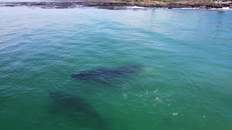 Southern-Right-calf-exuberant-in-water-around-mom,-calm-water,-drone-view