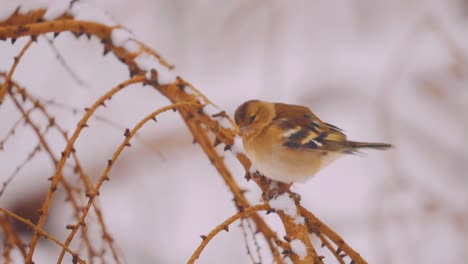 Süßer-Kleiner-Vogel,-Der-Von-Einem-Stacheligen-Ast-Zwitschert-Und-Davonfliegt