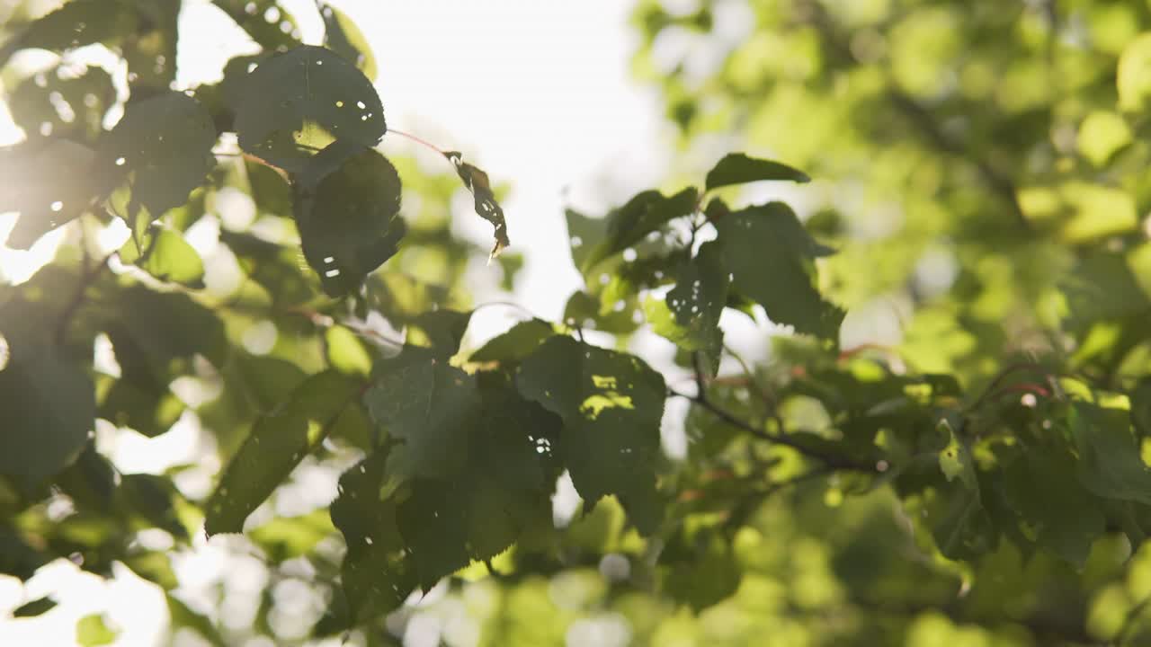 A branch of apricot tree, the sun's beam passing through the foliage affected by disease or insects