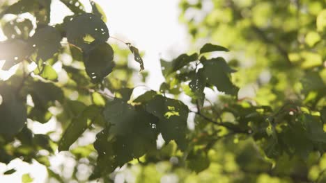 a branch of apricot tree, the sun's beam passing through the foliage affected by disease or insects