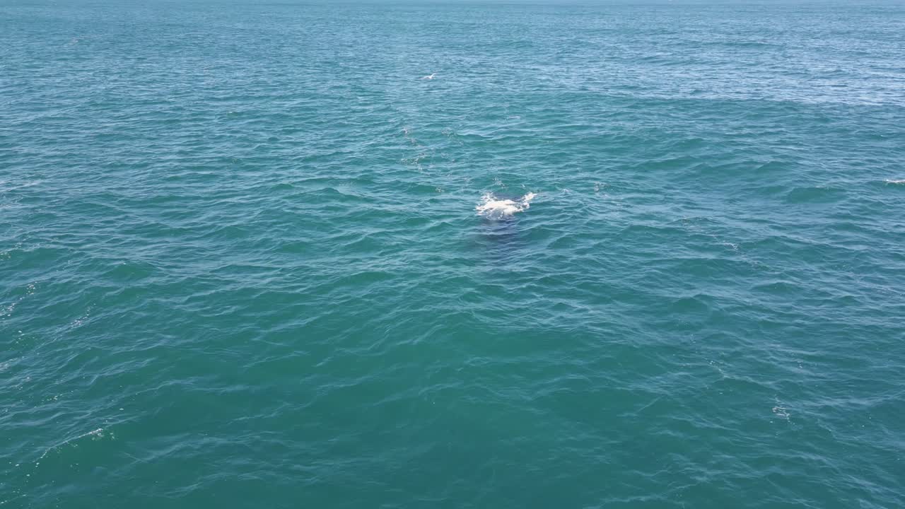 A humpback whale appears on the ocean surface breathing and blowing water spout on a bright sunny morning